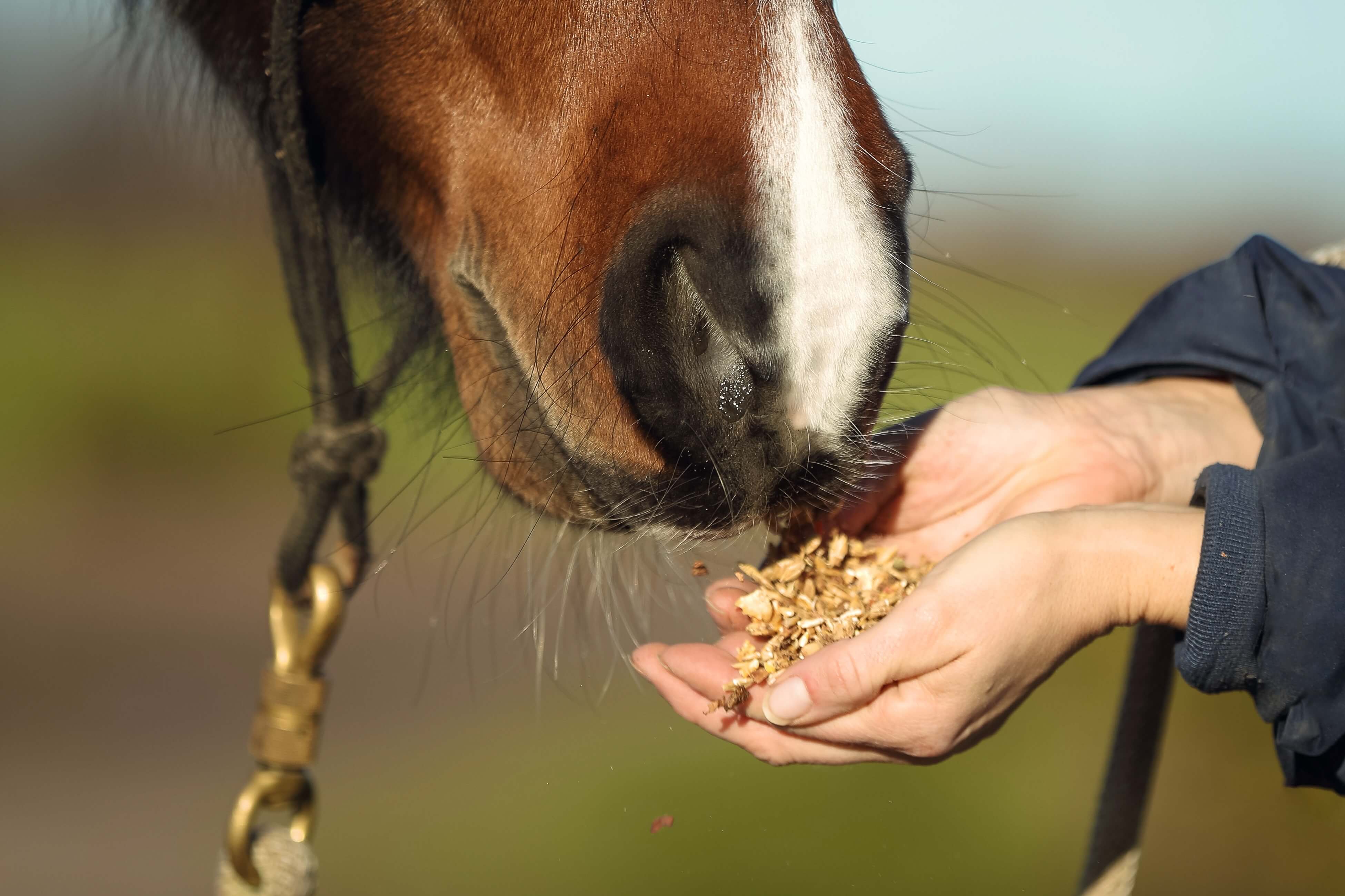Prébiotiques, probiotiques, postbiotiques et symbiotiques : définitions, différences et intérêts pour le cheval