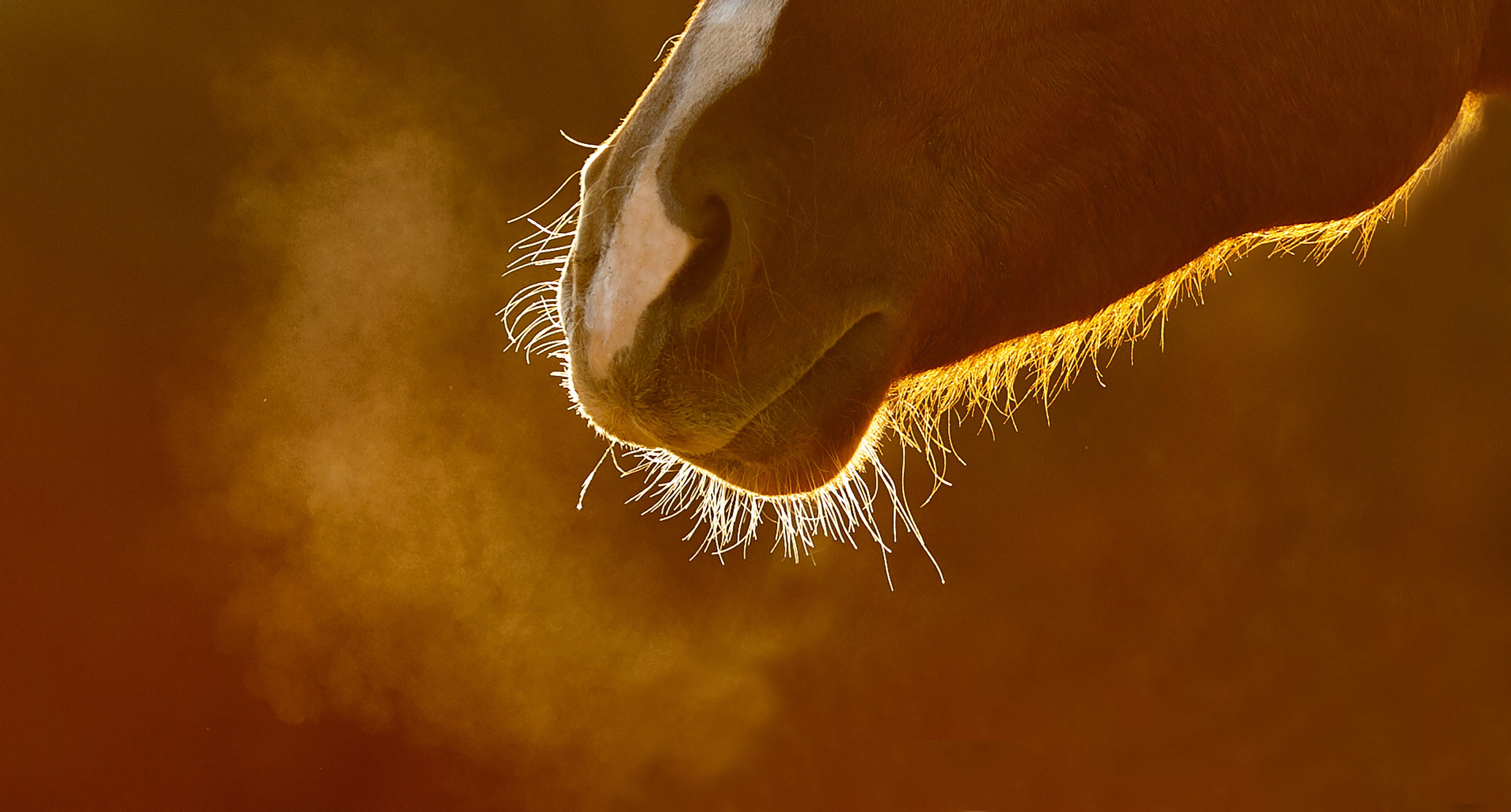 Toux et affections respiratoires chez le cheval