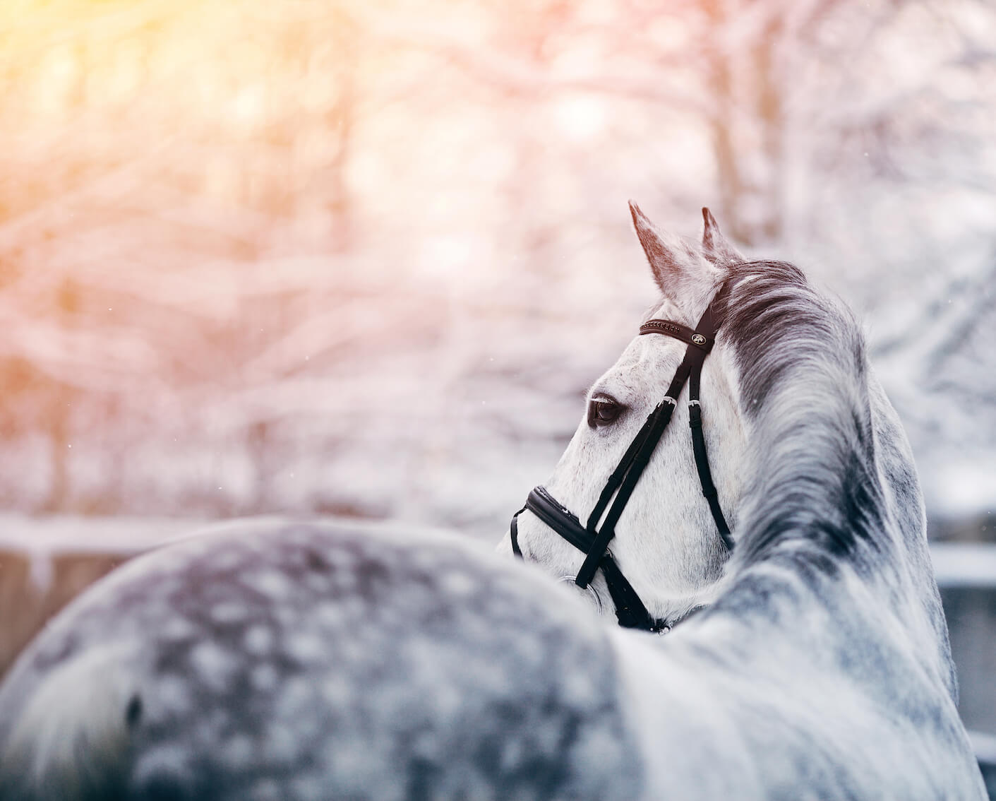 Immunité du cheval : mieux résister aux infections saisonnières