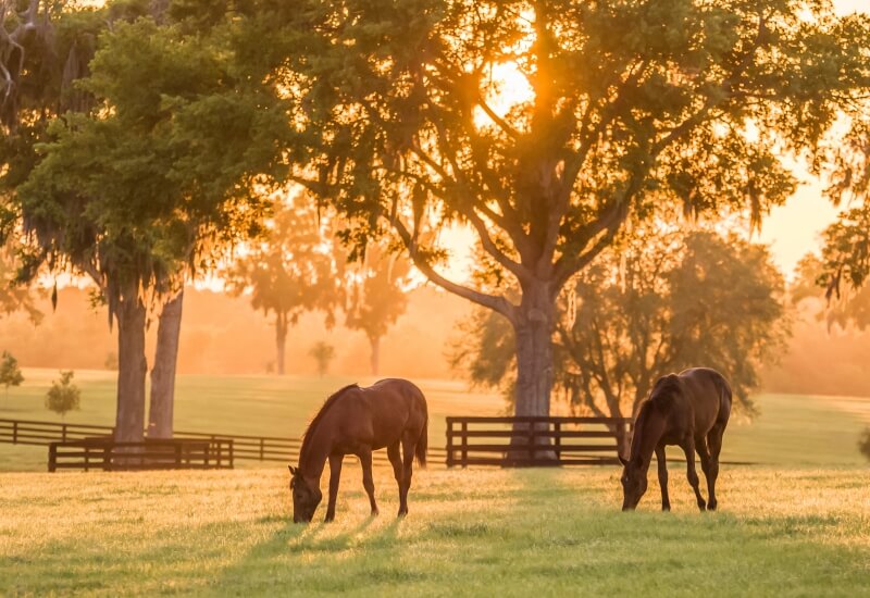 Le microbiote digestif du cheval