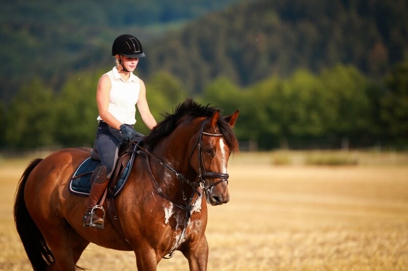 La gestion du cheval durant les fortes chaleurs