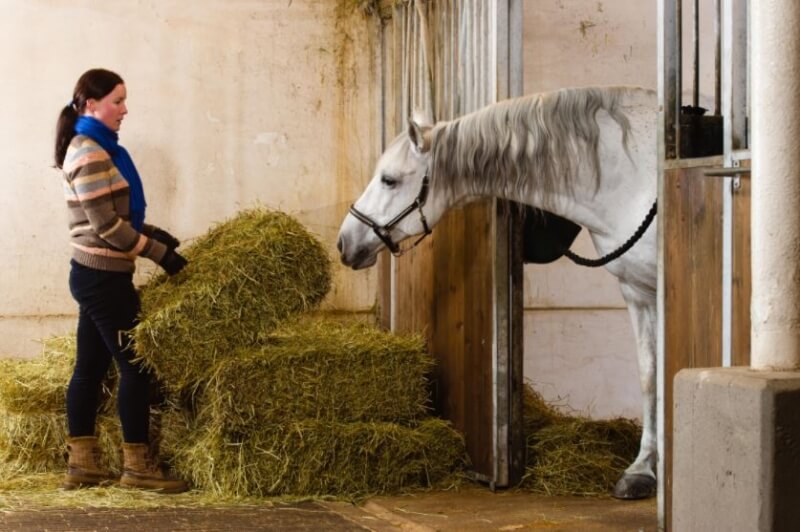 Les fibres, une nécessité pour le cheval