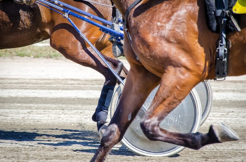 Alimentation et développement musculaire chez le cheval