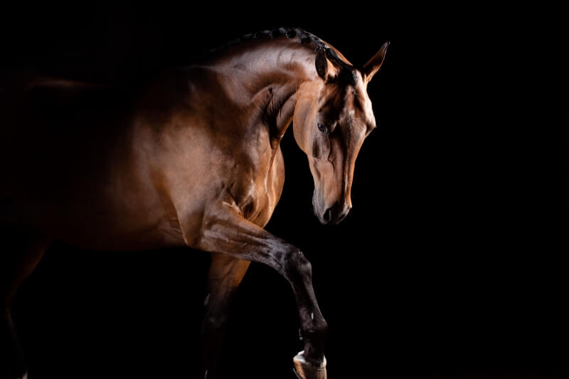 Le stress oxydant chez le cheval