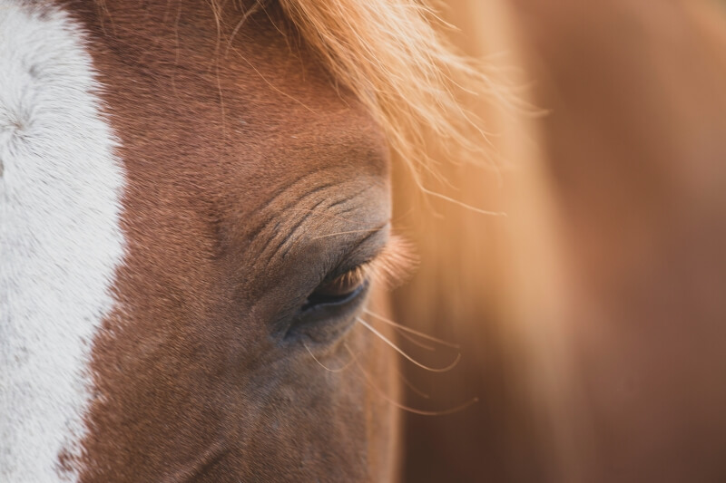 La gestion du stress chez le cheval